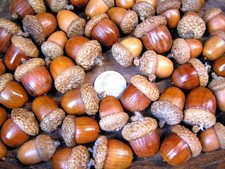 48 dried acorns With caps for fall crafts, Real acorns, Natural finish QZ
