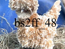 24+ Polish Hatching Eggs Variety Pack