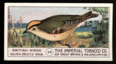 Tabakkarte, Imperial, British Birds, 1909, Golden Crested Wren, #28