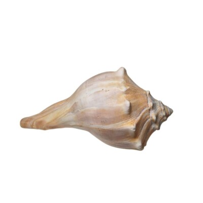 Knobbed Whelk Sea Snail Shell Atlantic 7 Inch Spines Beach Nautical