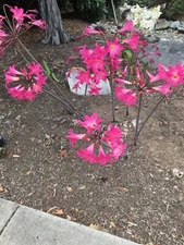 20 Baby Amaryllis Belladonna Naked Lady Resurrection Lily Bulbs Voodoo Dragon X