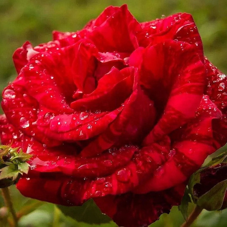 SUPER RARE Red Intuition Grandiflora Rose - 3 cuttings for rooting or ...