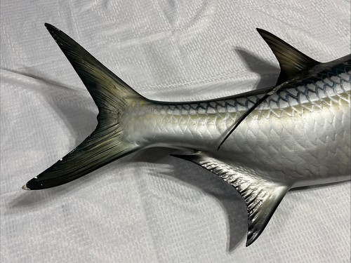 Atlantic Tarpon Saltwater Taxidermy Fish Mount 63” Reproduction - Picture 4 of 24