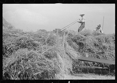 Photo:Central Ohio 1938 Threshing Wheat Farm Workers Haystack Harvest