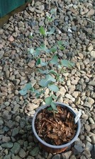 EUCALYPTUS GUNNII CIDER GUM  SEEDLING TREE/SHRUB  1 LITRE