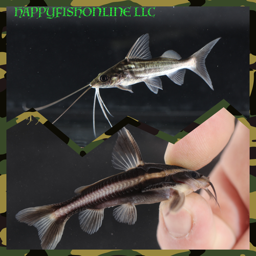 6 CATFISH TOTAL! 3 FOUR LINE PIMELODELLA/BLOCH'S & 3 STRIPED RAPHAEL