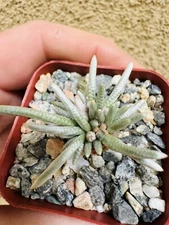 Avonia quinaria ‘Pink Flower’ cactus Cacti Succulent real live plant Succulents