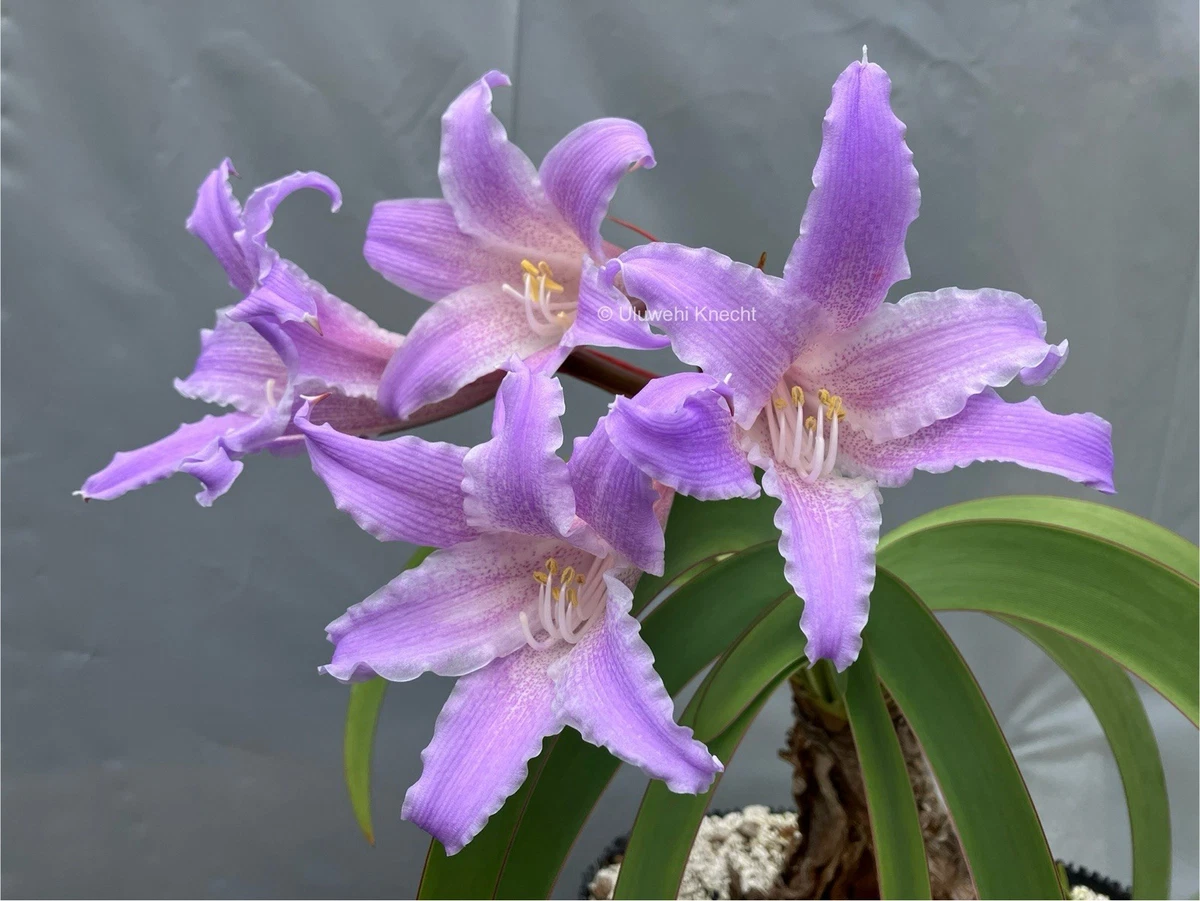 91　Worsleya proceraB株 Worsleya procera BLUE AMARYLLIS 3 yr-old bulb VERY RARE