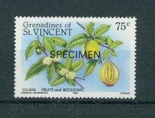ST. VINCENT FLORA FRUIT PATTERN!! GUAVA FRUITS BLOSSOMS SPECIMEN!! h2197