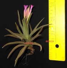 argentina tillandsia. 2.5-3 inch tall size. airplant air plant bromeliad