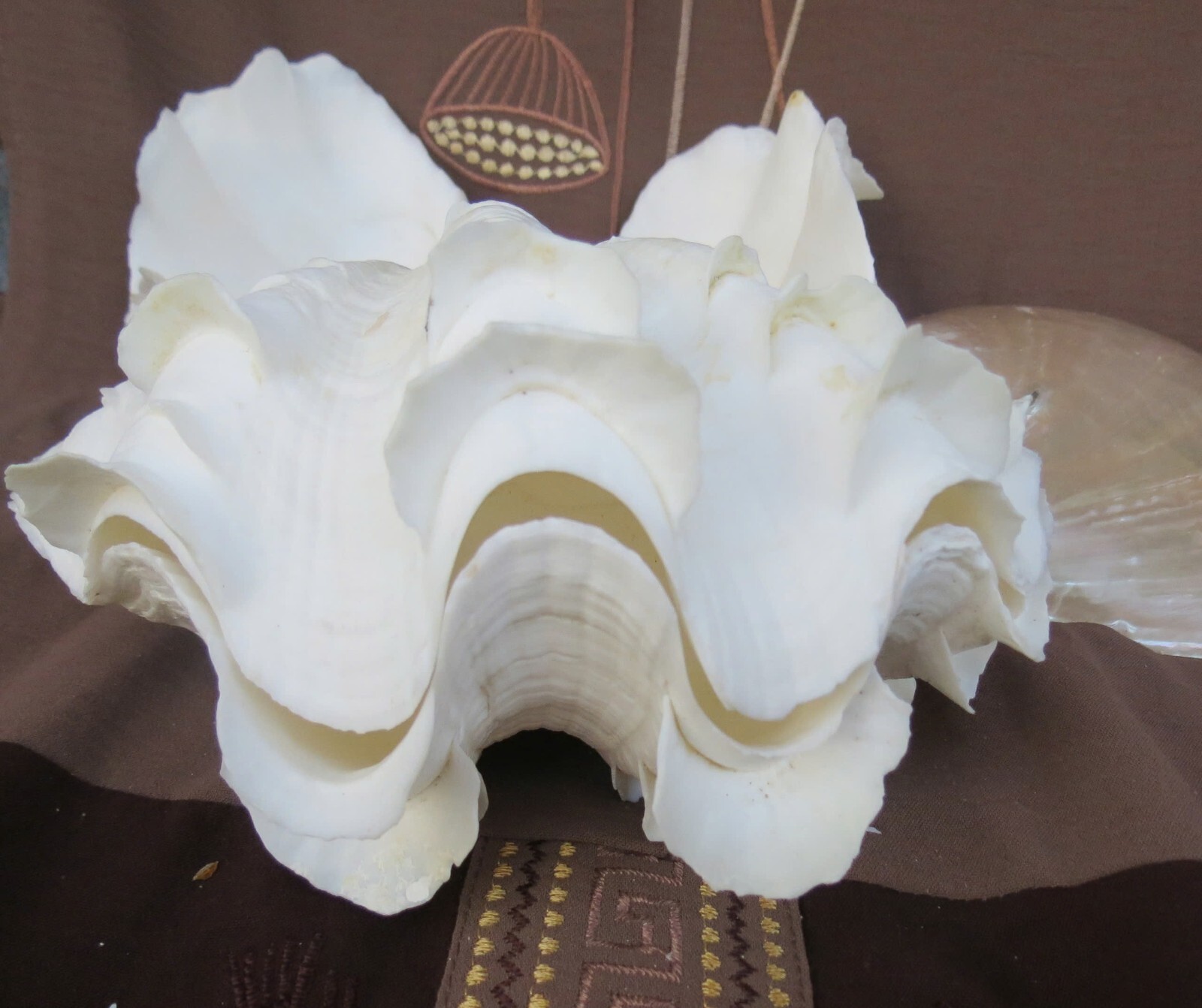 Natural Tridacna Clam Shells | Large Seashells for Decor & Gift
