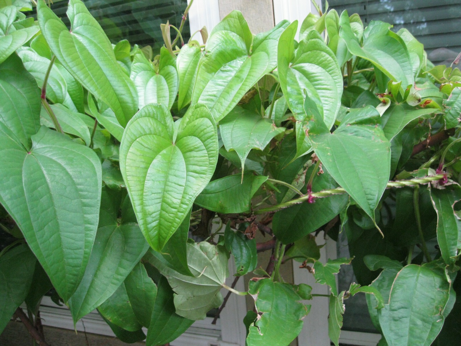 2 Pounds Name Root Tuber Costa Rican Guinea yam vegetable edible potato