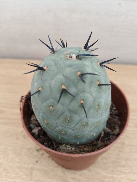 9442  TEPHROCACTUS Geometricus vaso de 8,0cm . En sus raices.#5