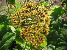 Velvet Groundsel - Roldana petasitis - 10+ seeds - graines