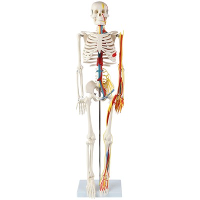 33'' Human Skeleton Model with Nerves, Veins and Arteries, Removable Skull Cap...
