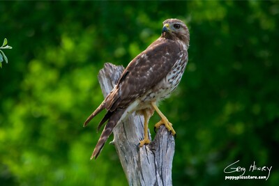 Photography Print Hawk, Red-Shouldered Hawk | eBay