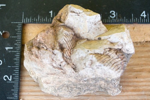NE Oklahoma Fossil