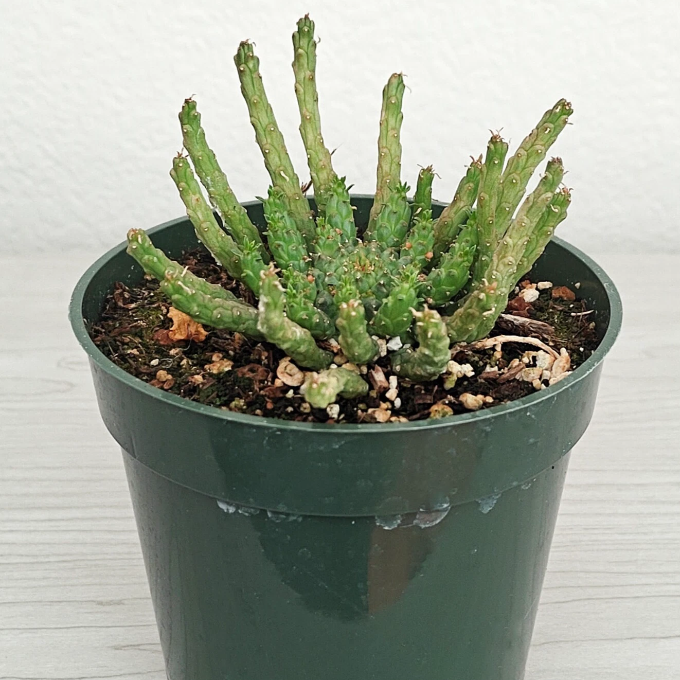 Succulent - Euphorbia Flanaganii - Medusa Head - Live Plant In 4" Pot | eBay