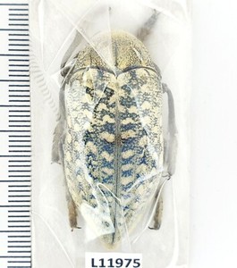 Julodis | eBay