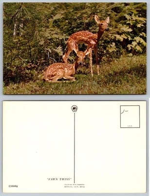 Fawn Twins Postcard Mike Roberts Berkeley CA Vintage Deer Wildlife Nature