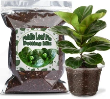 Organic Fiddle Leaf Fig Potting Mix 1qt, Indoor Plants for 1qt 