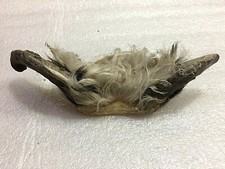CUERNO DE CORDERO TAXIDERMIA VINTAGE - CUERNO DE CORDERO ALBANÉS - DECORACIÓN DEL HOGAR - 18,5 CM