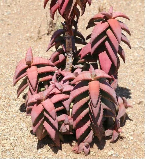Aloe pearsonii PINK FLOWER - Rare Succulent Well Rooted
