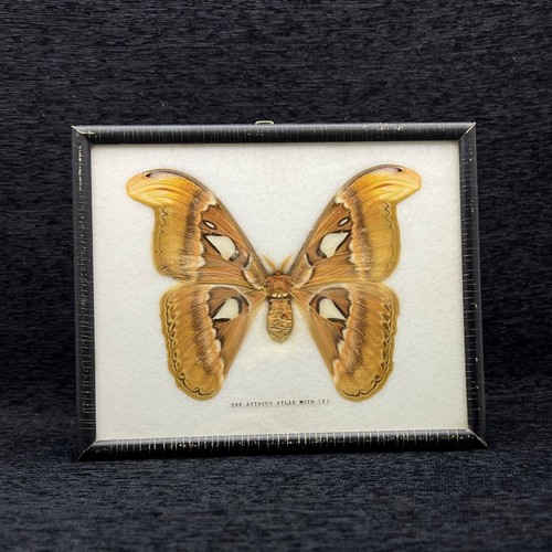 Vintage Attacus Atlas Moth Taxidermy Butterfly Yellow Large Wooden Frame Weird - Picture 3 of 19