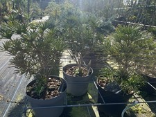Umbrella Pine Tree | Sciadopitys verticillata | Compact Evergreen - 20-40cm Tall
