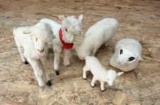 Konvolut alte Felltiere Schafe & Ziegen Handarbeit teils Marke EISBÄR