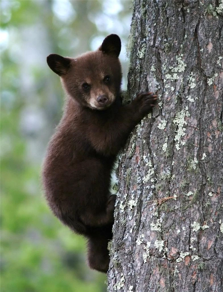 BEAR CUB GLOSSY POSTER PICTURE PHOTO grizzly baby cute trees nature decor  462 | eBay