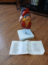 Human Heart Anatomical Model Teaching Aid 19cm Tall (Store #29)