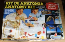 Horse Anatomy Model Kit Transparent Body Organs & Bones Mediterraneo MB España