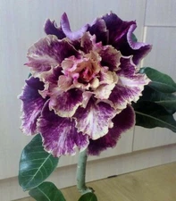 4 Purple Cream Desert Rose Seeds Adenium Obesum Flower Flowers Seed Bloom 49