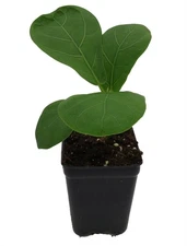 Hirt's Fiddleleaf Fig Tree - Ficus - Great Indoor Tree - 2.5" Pot