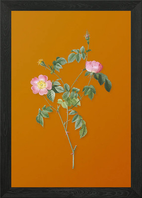 Rosa österreichische Kupfer Rose gerahmtes Wandbild Poster Leinwanddruck Bild