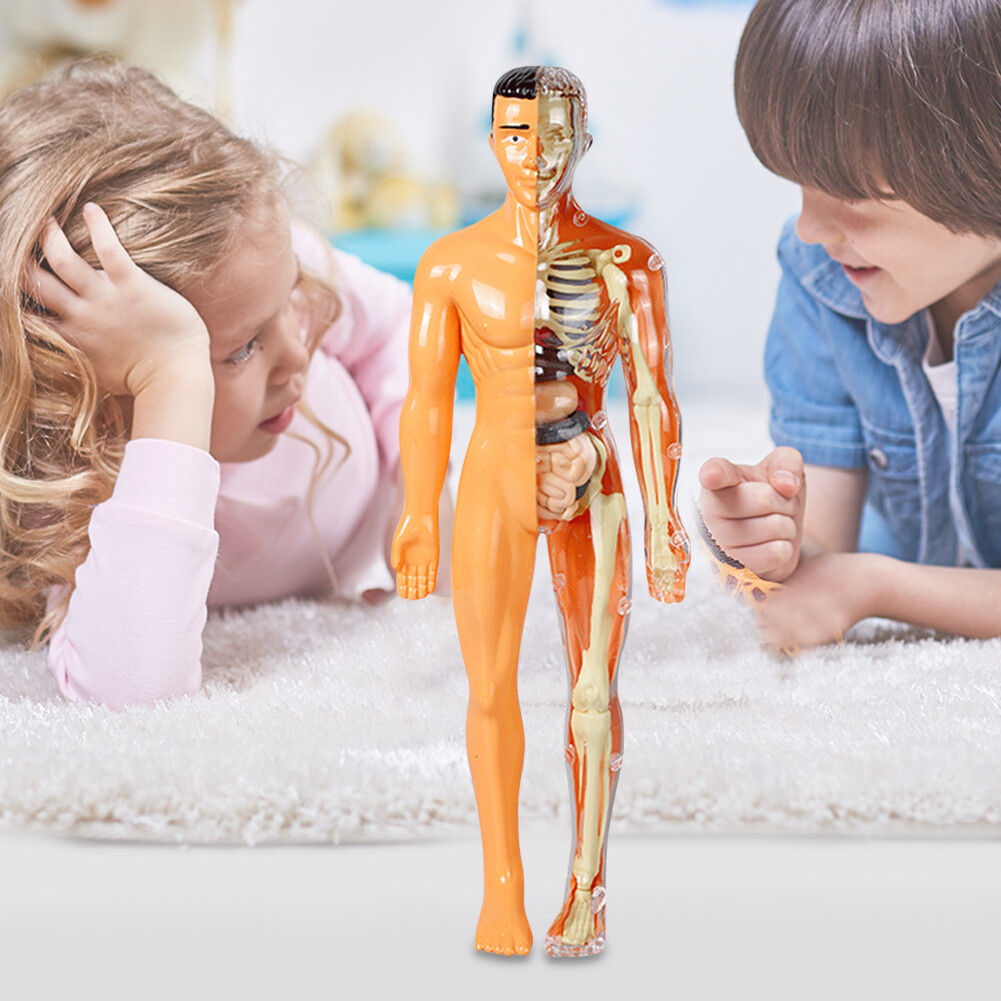  3D Human Body Torso Model Human Body Set 28.5cm for Children From 12