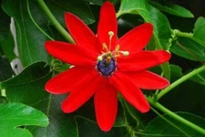 Passiflora manicata | Red Passion Flower| 10_Seeds