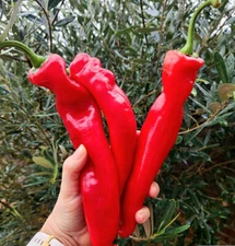 150ct Heirloom NuMex BIG Jim Hatch Chili Pepper Seeds HUGE Foot Long Mild Pepper