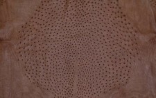 Ostrich Leather Hide Rustic Brown Color   100 Natural Genuine Hide 
