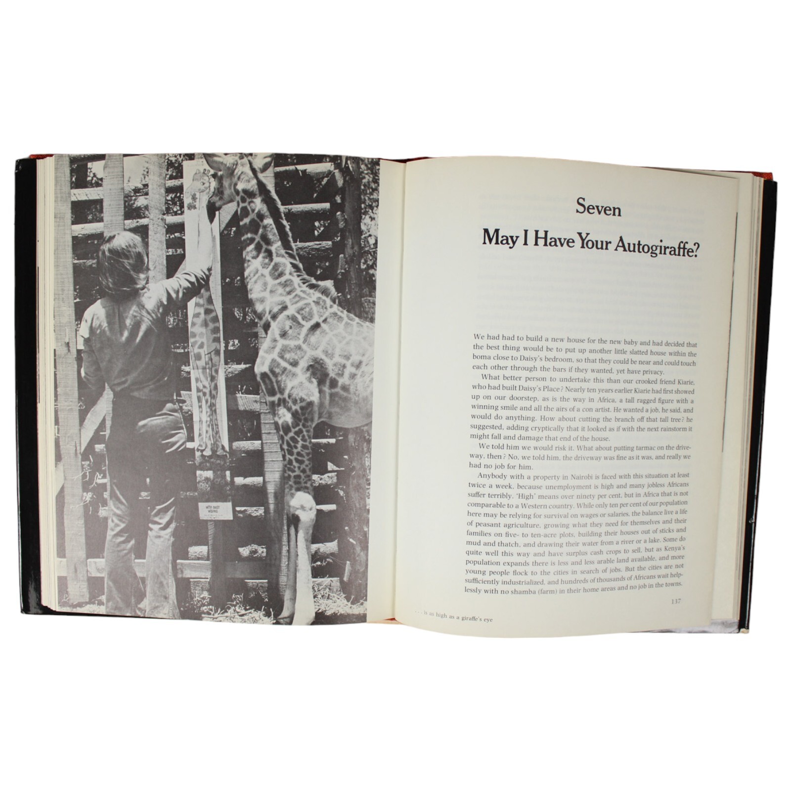 GIRAFFES DAISY ROTHSCHILD SIGNED RAISING DAISY ROTHSCHILD HCDJ BETTY MELVILLE 