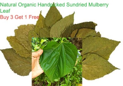35 Dried Ceylon Mulberry Leaves Pesticide/Toxic Free Organic Natural Shrimp Food