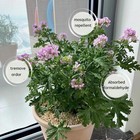 Mosquito Repellent Seeds Balcony Plants About 200Pcs Mosquitoesoutdoor ^