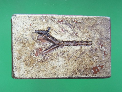 PHRA SOMDET KRU WAT PHRA KEAW PIM YAI BACK FISH BONE,(C180866,3) - Picture 3 of 3