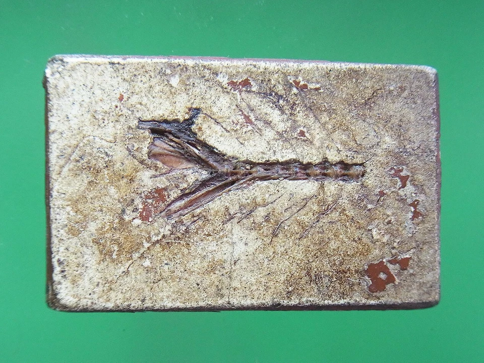 PHRA SOMDET KRU WAT PHRA KEAW PIM YAI 后鱼骨,(C180866,3) — 第 3/3 张图片