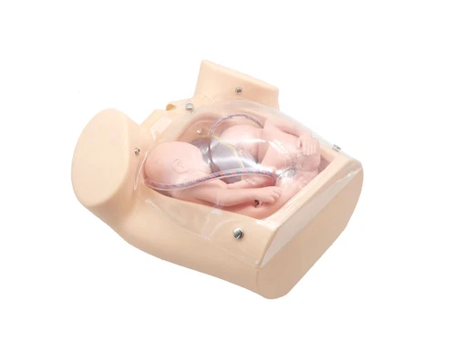 Advanced Medical Teaching Series Model Delivery Childbirth Mechanism Manikin - Picture 9 of 11