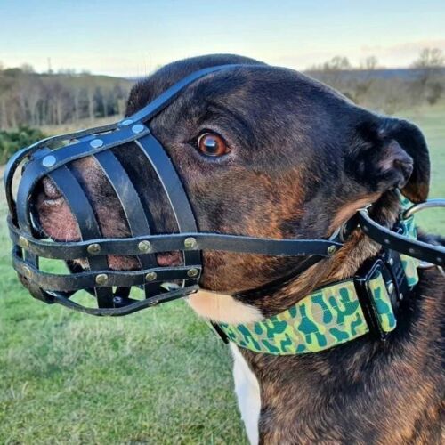  Real leather Dog Muzzle for Staffordshire Bull Terrier Staffy , Staffie - Afbeelding 1 van 15