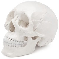 Osteopathie Anatomie SchäDel Modell Lebensgroß 22 Teilig Weiß