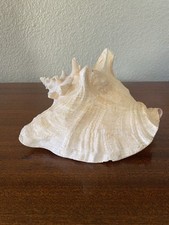 Vtg Natural Large SeaShell Rare Long Pink Shell. Display Aquarium Decor Collecta