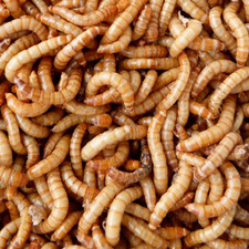Live Mealworms 250 500 1000 Count   Feeder Insects for Reptiles  Pets